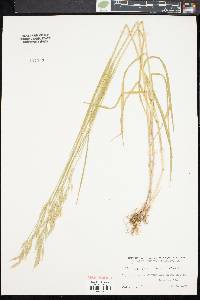 Bromus commutatus image