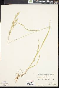 Bromus commutatus image