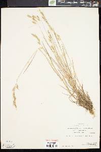 Bromus commutatus image