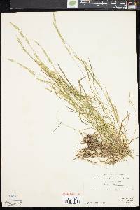 Bromus commutatus image