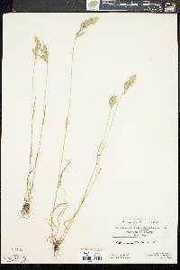 Bromus hordeaceus subsp. hordeaceus image