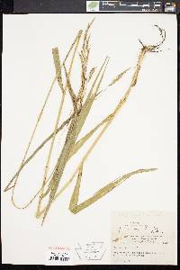 Bromus pubescens image