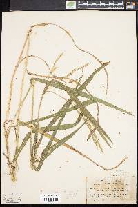 Bromus pubescens image