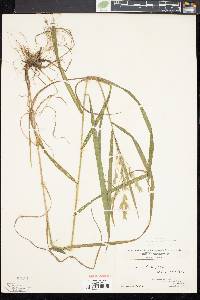 Bromus pubescens image