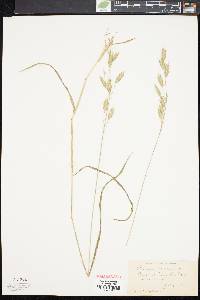 Bromus racemosus image