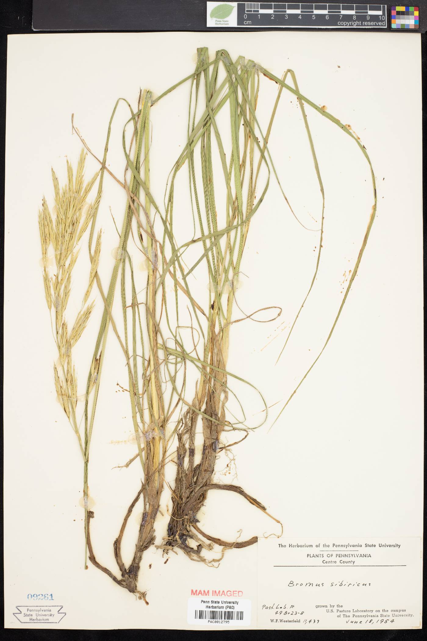 Bromus sibiricus image