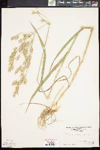 Bromus secalinus image