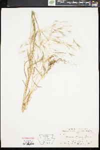 Bromus sterilis image