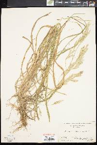 Bromus valdivianus image