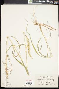 Calamagrostis porteri image