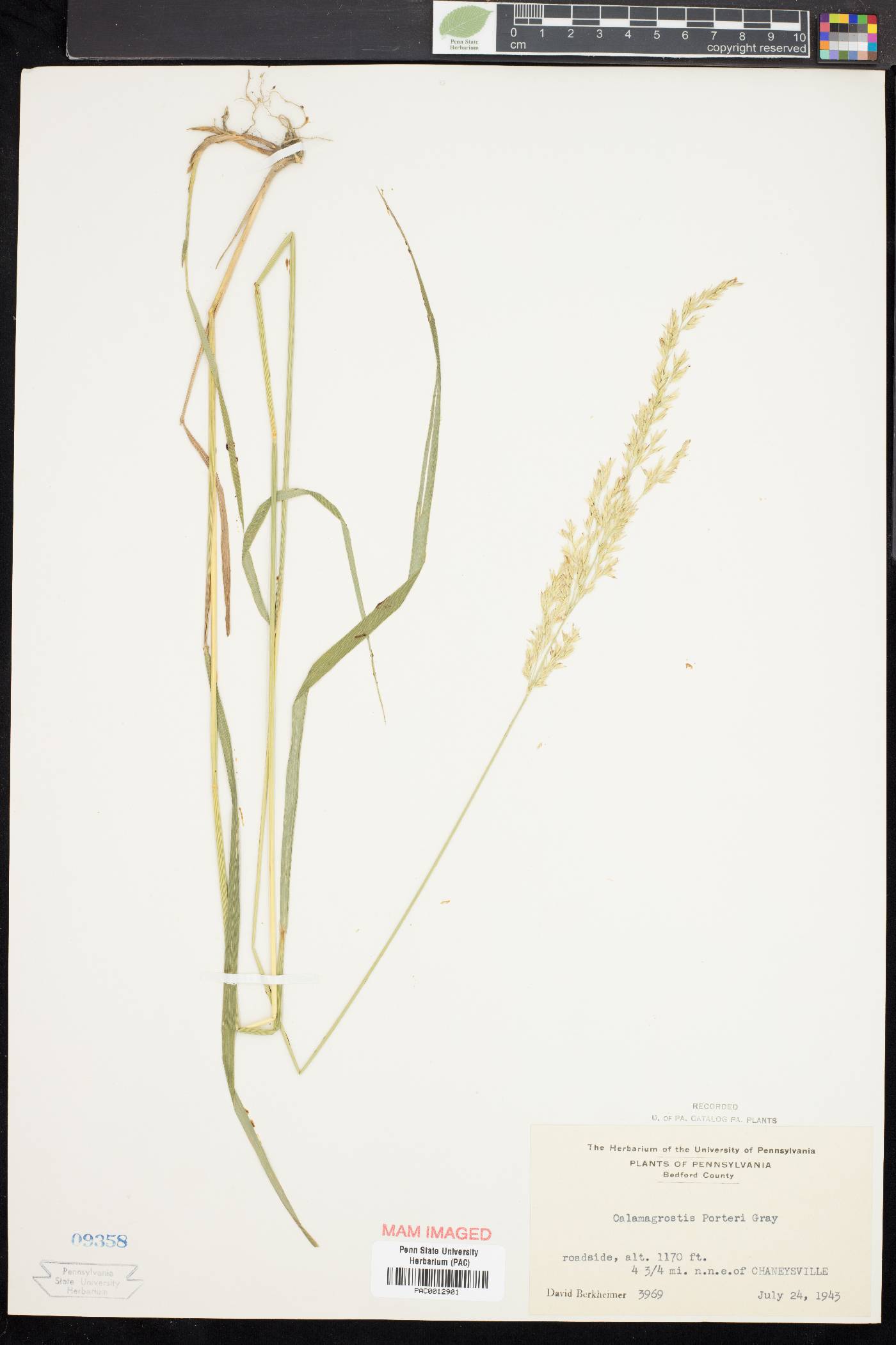 Calamagrostis porteri image