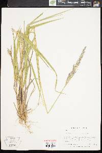 Calamagrostis porteri image