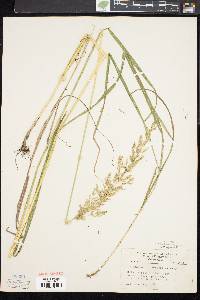 Calamagrostis porteri image