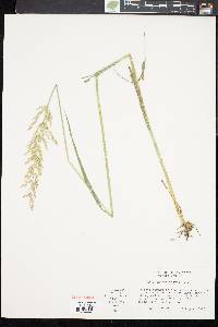 Calamagrostis porteri image