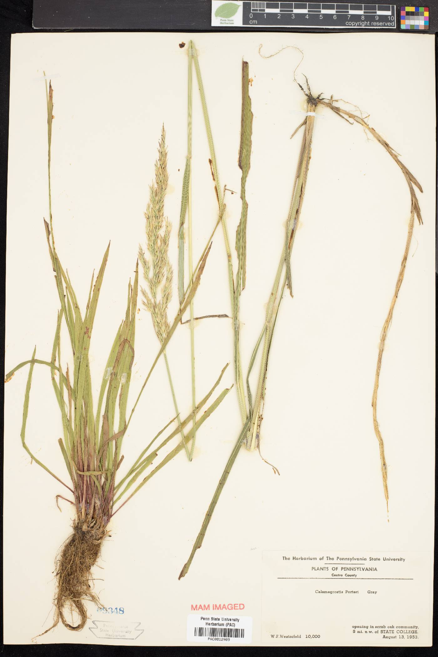 Calamagrostis porteri image