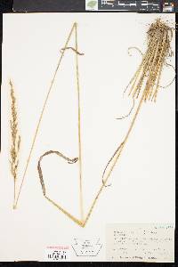 Calamagrostis porteri image