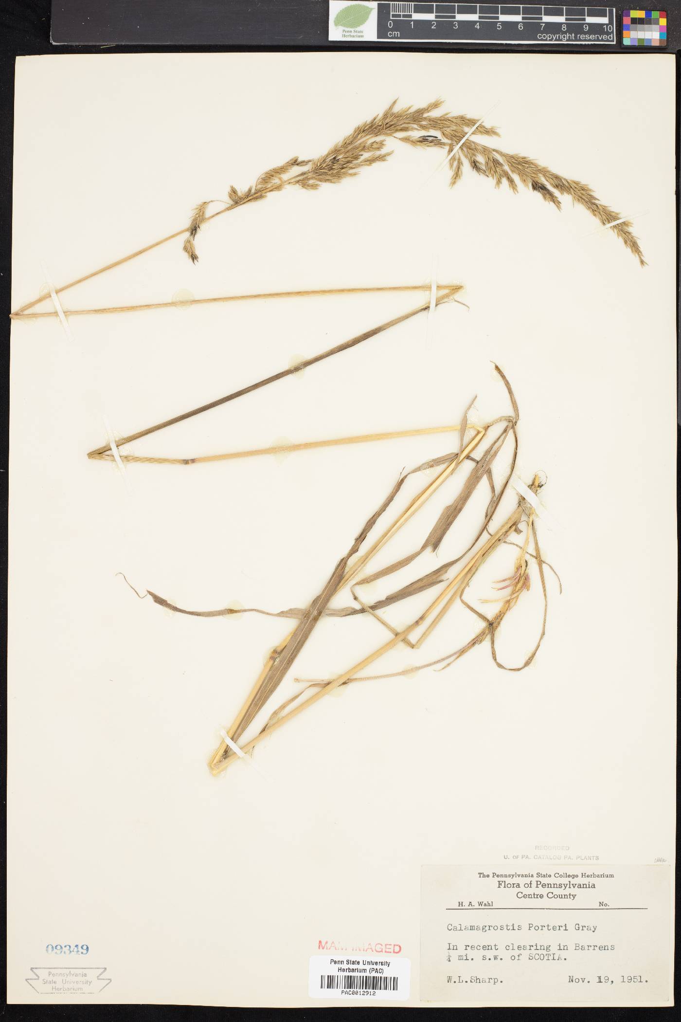 Calamagrostis porteri image