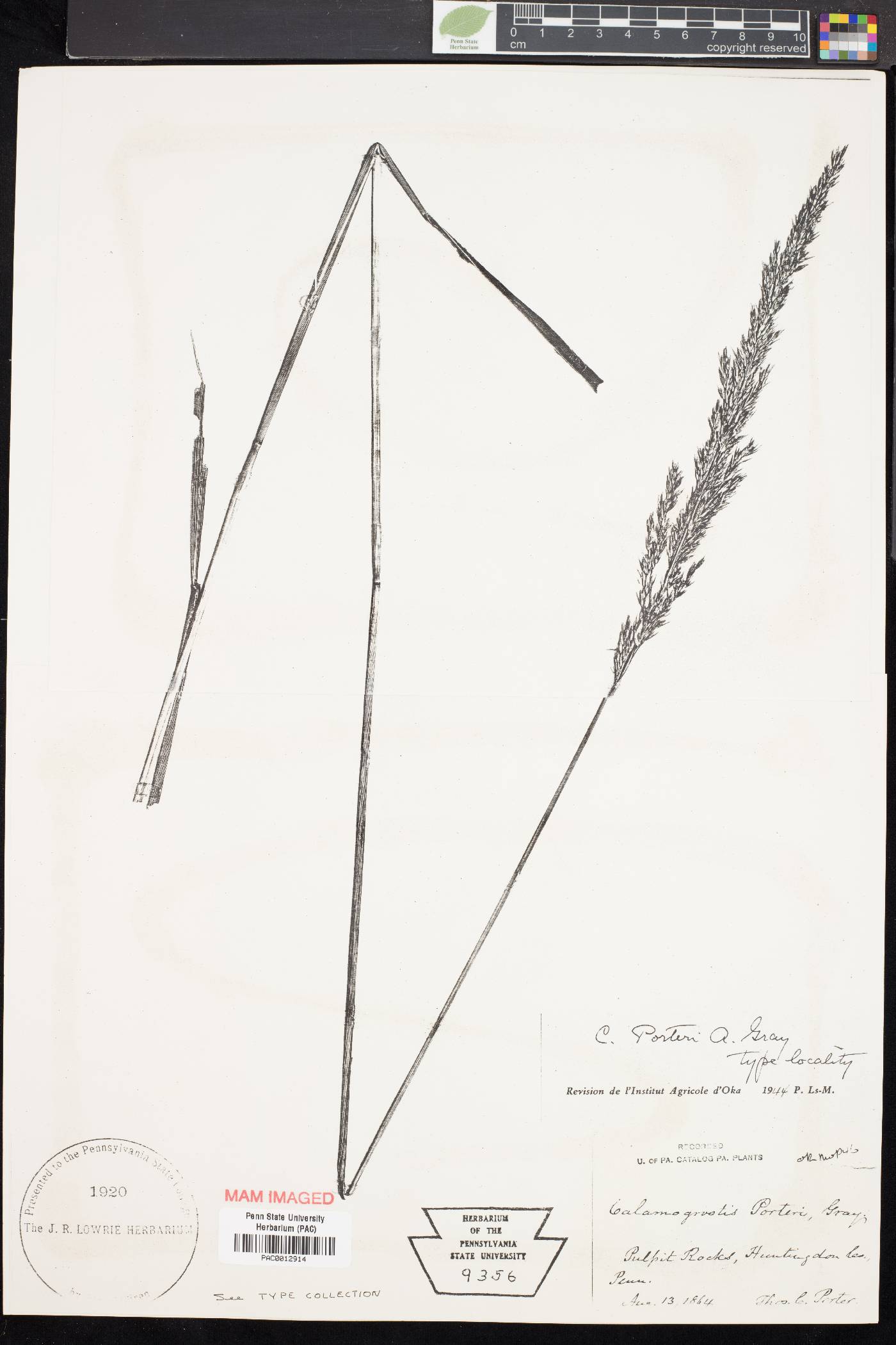 Calamagrostis porteri image