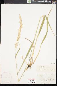 Calamagrostis porteri image