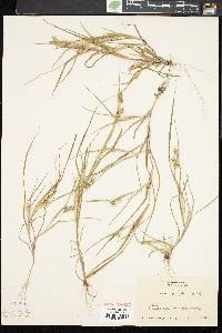 Cenchrus spinifex image