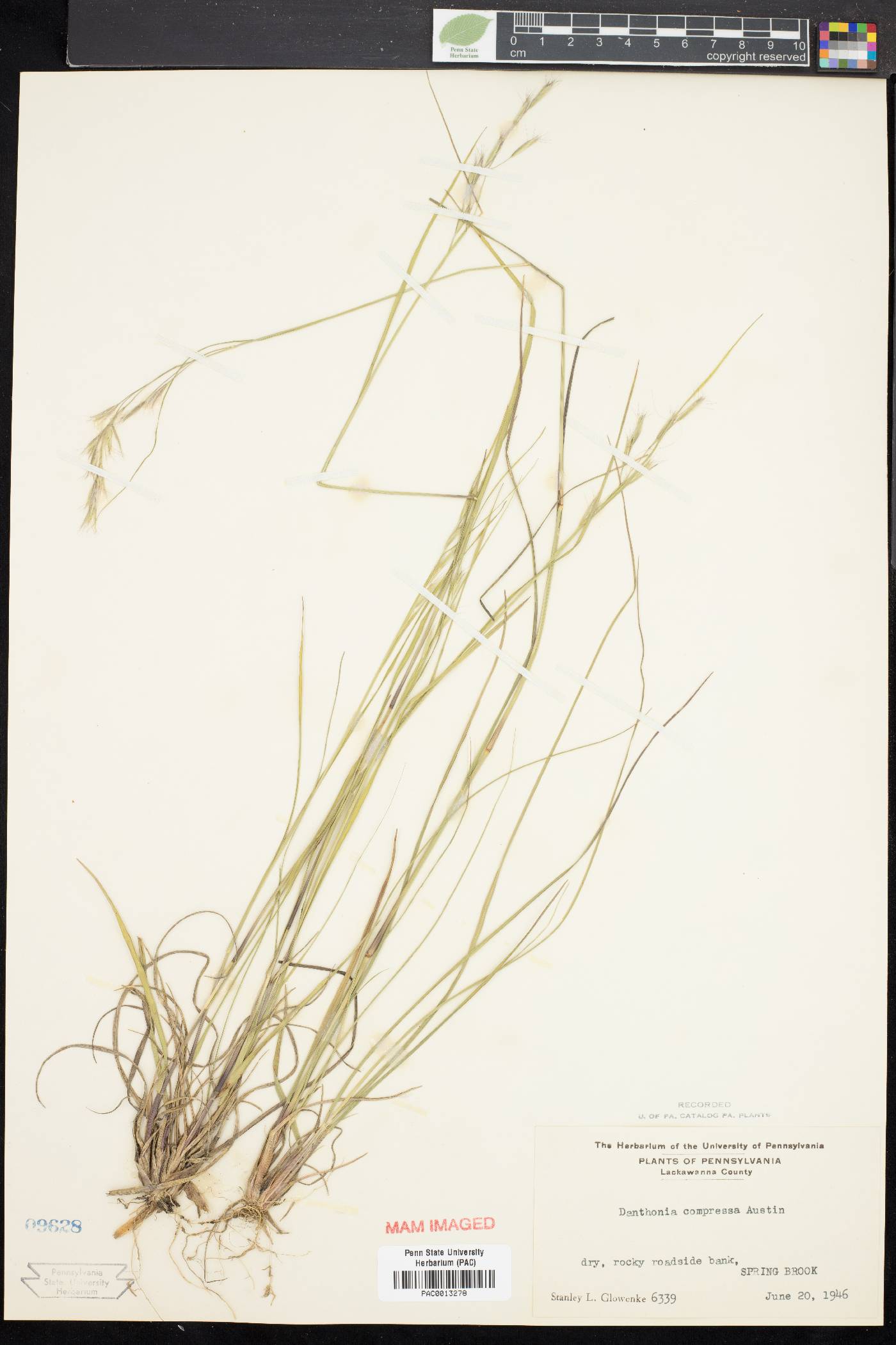 Danthonia compressa image