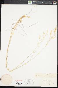 Deschampsia flexuosa image