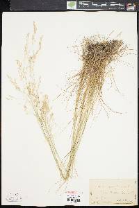 Deschampsia flexuosa image