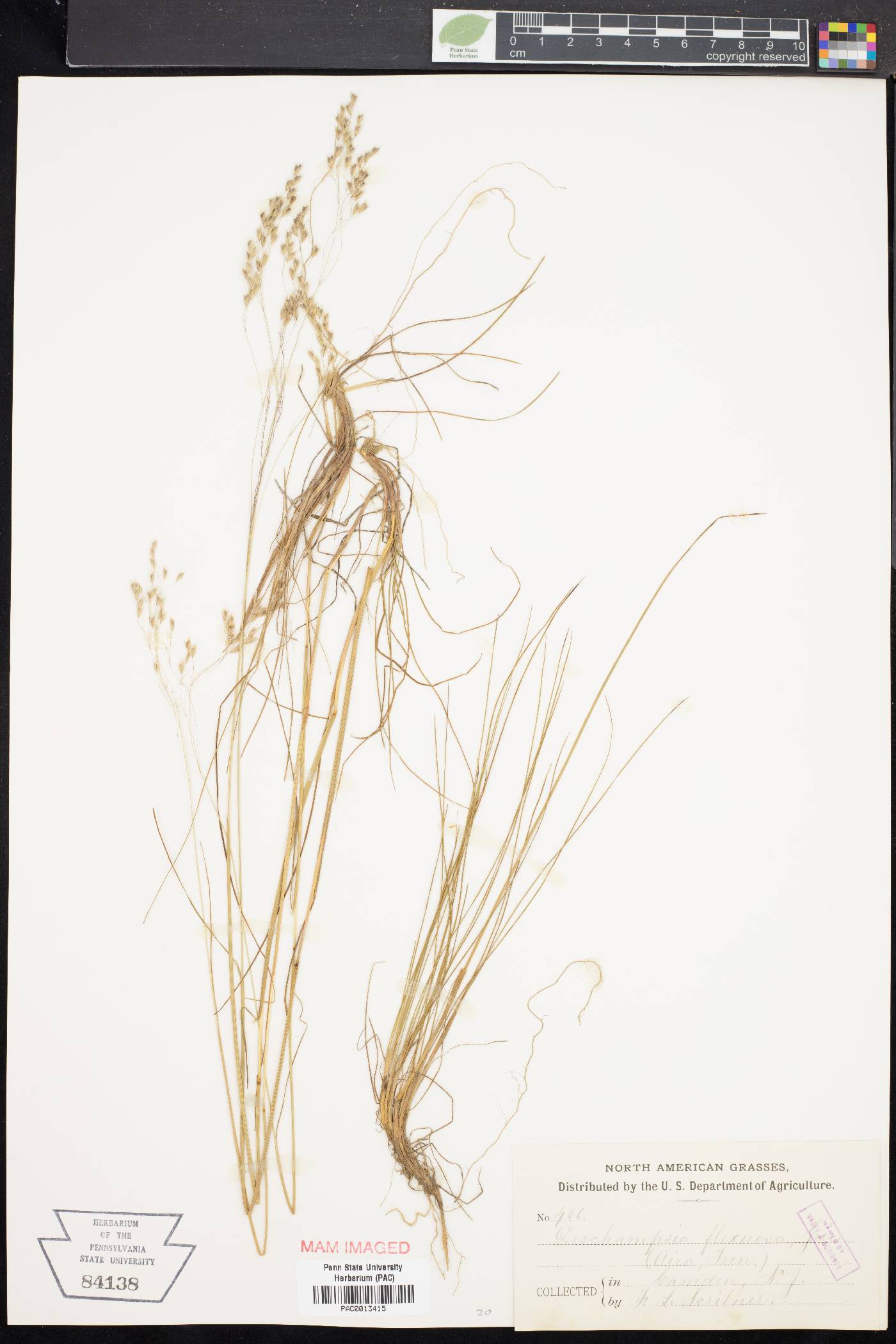 Deschampsia flexuosa image