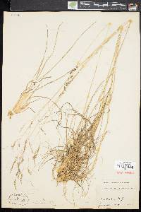 Deschampsia flexuosa image