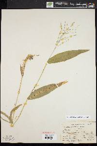 Dichanthelium latifolium image