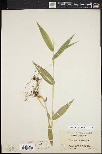 Dichanthelium latifolium image