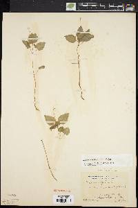 Circaea alpina image