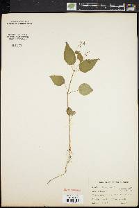 Circaea canadensis image