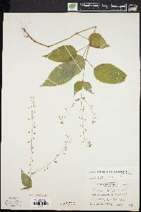 Circaea canadensis image