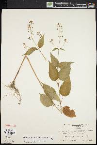 Circaea canadensis image