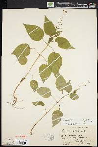 Circaea canadensis image