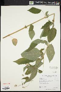 Circaea canadensis image