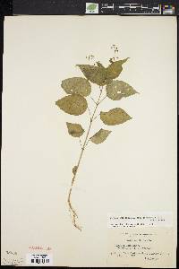 Circaea canadensis image