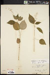 Circaea canadensis image