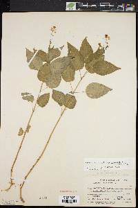 Circaea canadensis image