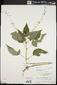 Circaea canadensis image