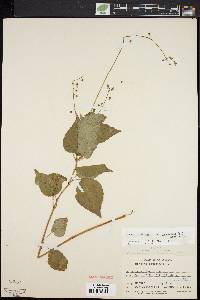 Circaea canadensis image