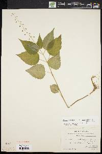 Circaea canadensis image