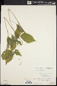 Circaea canadensis image