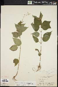 Circaea canadensis image