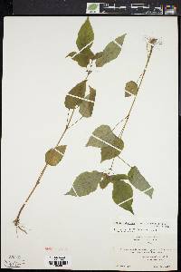 Circaea canadensis image