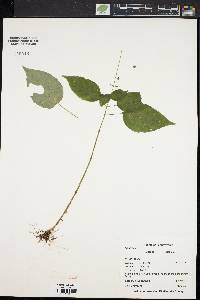 Circaea canadensis image