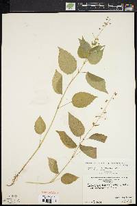 Circaea canadensis image