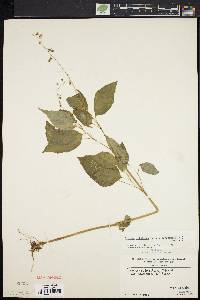 Circaea canadensis image