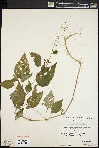 Circaea canadensis image